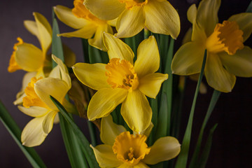 Fototapeta premium Bouquet of yellow daffodils on black background. Spring blooming yellow flowers green leaves, Easter greeting card, holidays website banner low key modern style. Dark and moody nature closeup header.