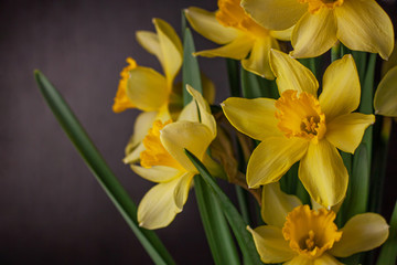 Fototapeta na wymiar Bouquet of yellow daffodils on black background. Spring blooming yellow flowers green leaves, Easter greeting card, holidays website banner low key modern style. Dark and moody nature closeup header.