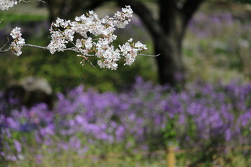 チューリップの風景
