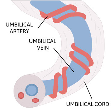 anatomy of umbilical cord. two umbilical arteries and one umbilical vien