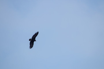 big crow on the sky