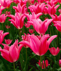 pink tulip field in spring, floral colorful background