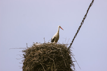 Bottom view of a white stork in a nest on a pillar.