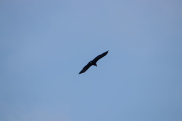 big crow on the sky