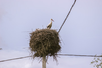 Bottom view of a white stork in a nest on a pillar.