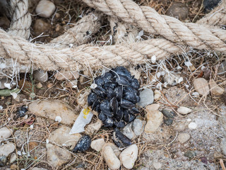 Mussels growing on rope