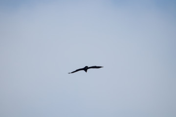 big crow on the sky
