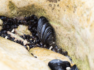 Mussels growing in rock crevices