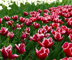 pink tulip field in spring, floral colorful background