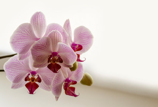 Close-up of beautiful branch white, yellow, red, pink striped with points orchid flower Phalaenopsis known as Moth Orchid on white background. Nature concept for design. Place for your text