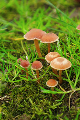 The group of the small poisonous mushrooms on the green moss.