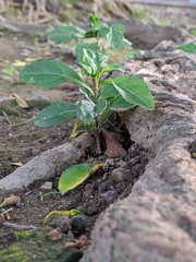 grass near the root