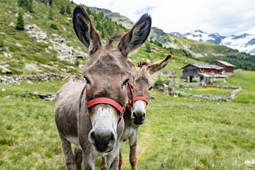 Fototapeta na wymiar donkey south tyrol chalet hut