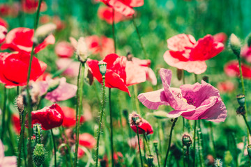 summer meadow with red poppies