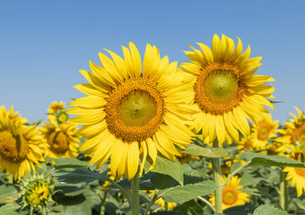 sunflower flowers blooming in plantation field under blue sky 