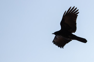 big crow on the sky