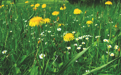 Dandelion and camomile flowers field in full bloom. Green grass landscape in summer.