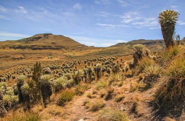 Trail through the Páramo, a typical landscape and alpine ecosystem of Columbia
