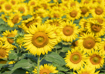 many sunflowers in large sunflower fields 