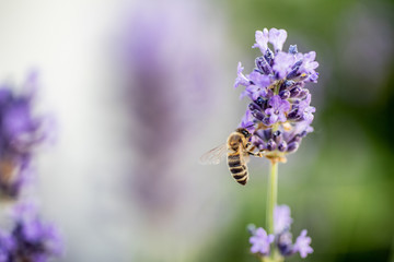 lavandula bee