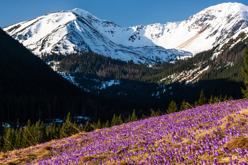 Wild Crocus Flowers Blooming at Meadow in Hogh Mountains at Spring