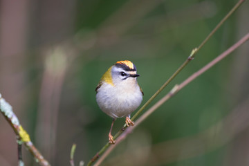 Firecrest passerine bird in forest