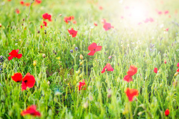 Wild Flowers on Meadow in Summer. Blur Bokeh Background