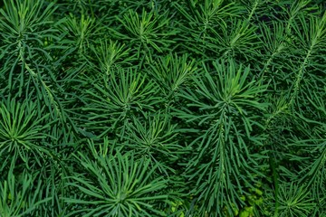Naklejka na ściany i meble Milkweed cypress close-up. Natural green grassy background.