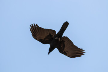 big crow on the sky