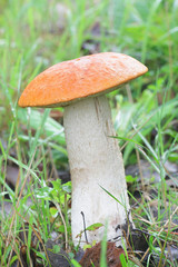Leccinum aurantiacum, known as orange bolete or red-capped scaber stalk, wild edible mushroom from Finland