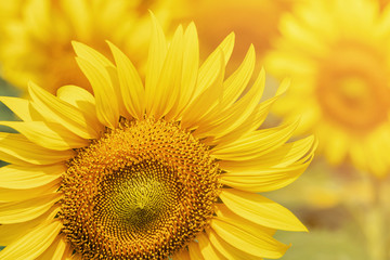 Obraz premium Bright yellow big sunflowers backlit photography on blurred sunny sunset time background inspiration concept