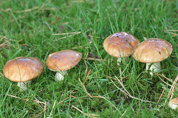 Suillus granulatus, known as the weeping bolete or the granulated bolete, wild edible mushroom from Finland