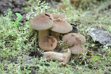Lactarius mammosus, an edible  milk-cap growing wild in Finland