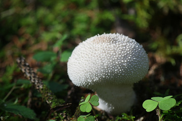 Lycoperdon perlatum, popularly known as the common puffball, warted puffball, gem-studded puffball, or the devil's snuff-box
