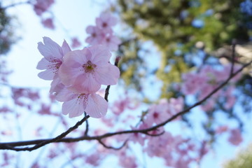 桜の咲き始め