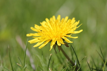 a yellow dandelion closeup with a green background