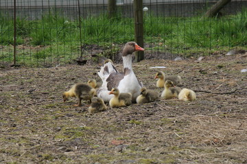 a goose with a lot of young sweet little ducklings in the countryside