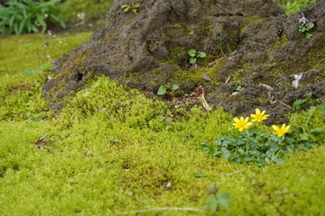苔と黄色の花