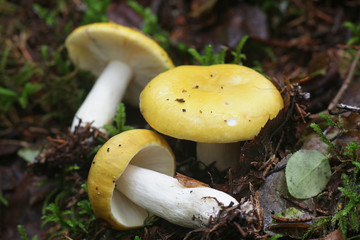 Russula claroflava, known as the yellow swamp russula or yellow swamp brittlegill, wild edible mushroom from Finland