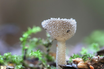 Helvella macropus, known as Felt Saddle fungus © Henri Koskinen