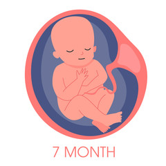 Embryo in womb seventh month. Fetal development and growth during