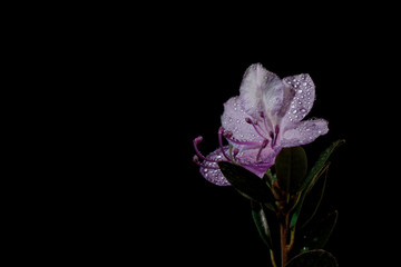 Siberian rhododendron flower on a black background with large drops of rain macro