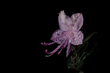 Siberian rhododendron flower on a black background with large drops of rain macro