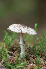 Lepiota felina, known as the cat dapperling, wild mushroom from Finland