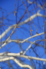White branches oon blue sky