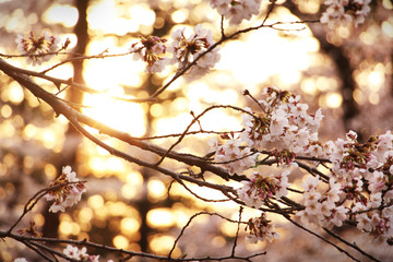 桜