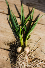 garlic plants on a wooden table