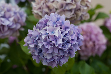 Fototapeta premium Beautiful blue and pink hydrangeas flower on background. Natural floral background close up.
