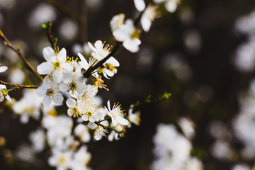 white flowers of a tree