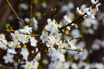 flowering fruit tree in spring white color